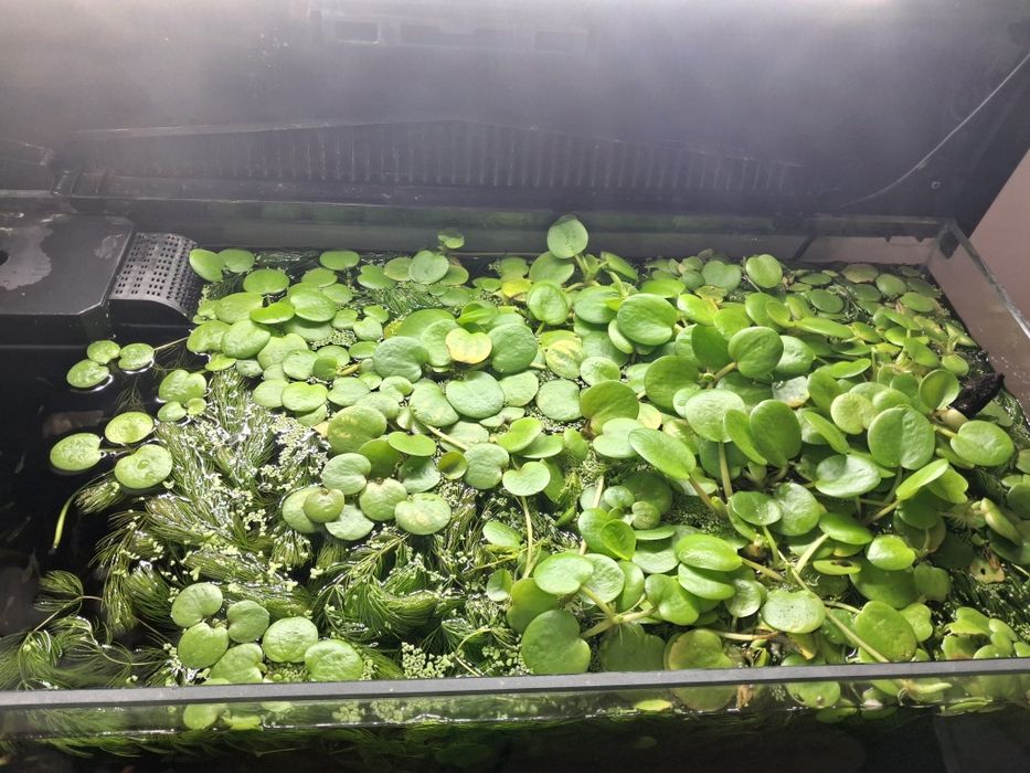 Limnobium do akwarium