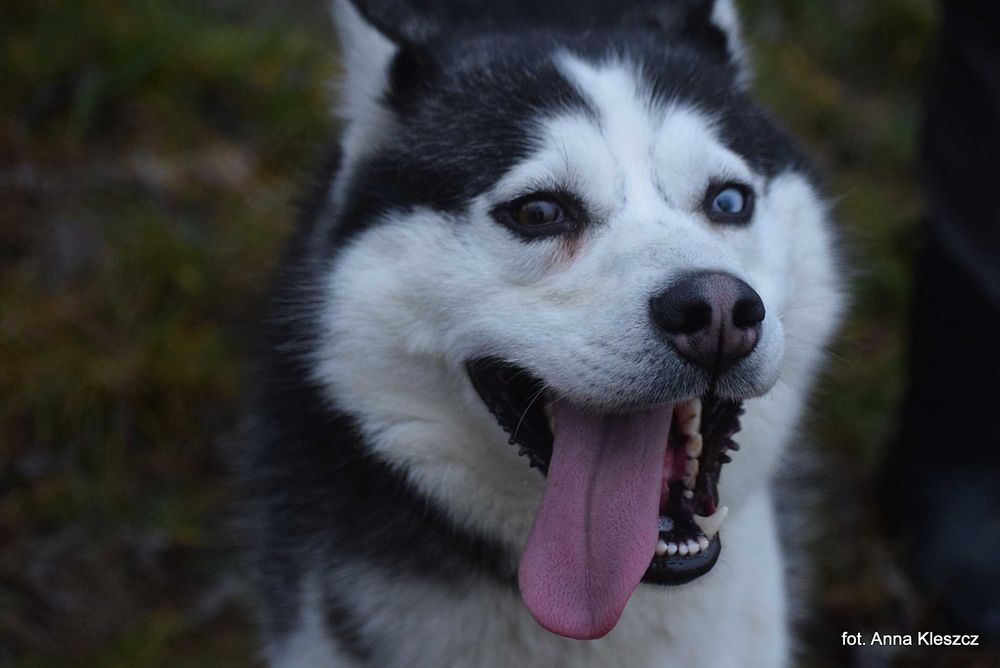 Azurro - młody pies w typie siberian husky adopcja