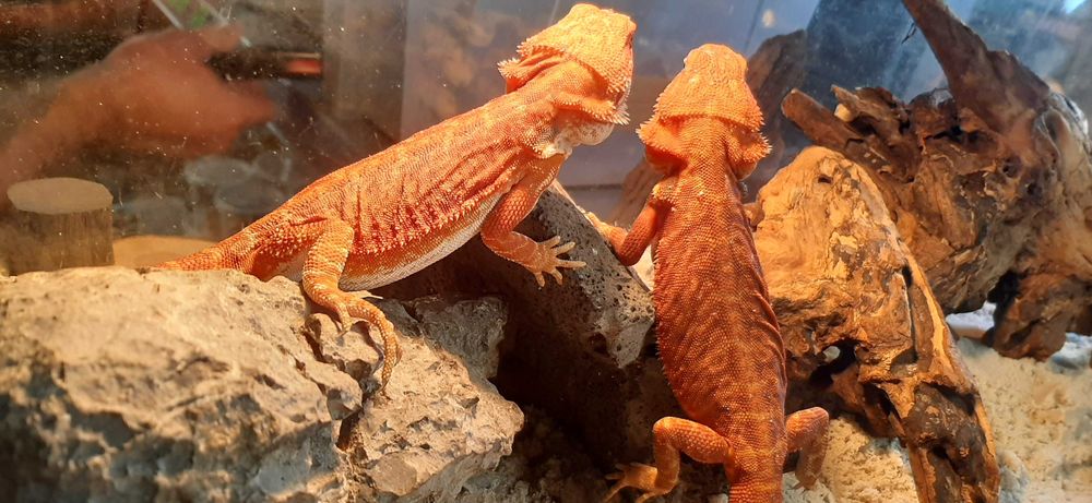Agama brodata red hypo trans leatherback Terrarium24 Lublin