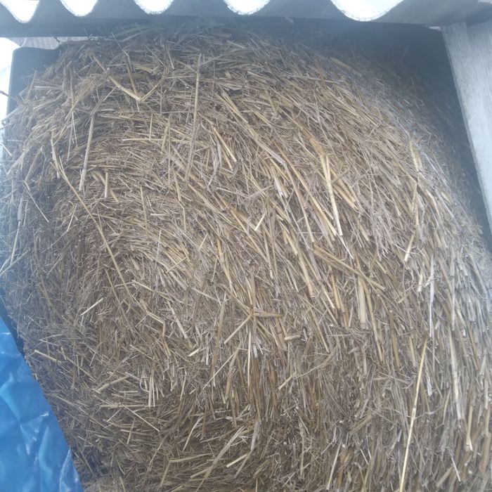 Сено , сіно суданки