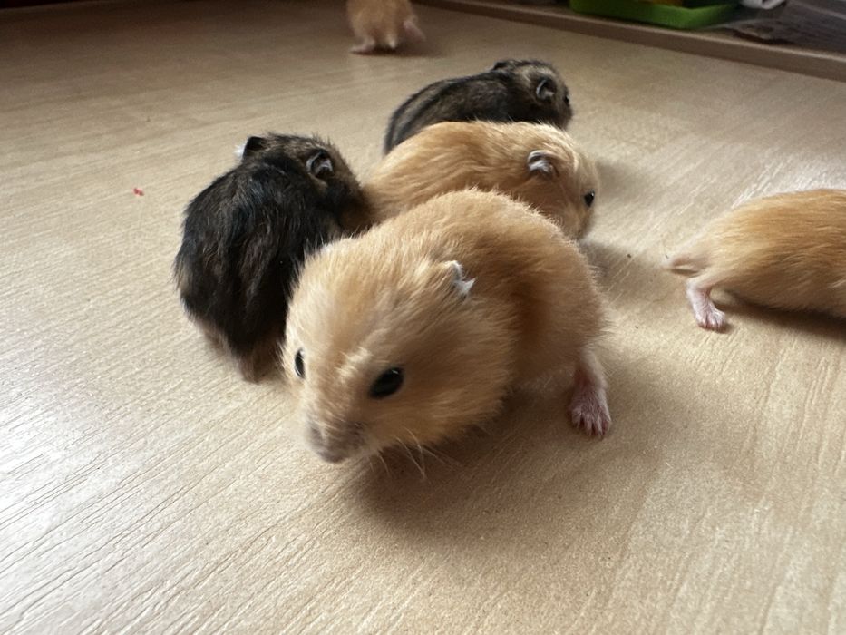 Хомʼяки джунгарські. Джунгарские хомячки.