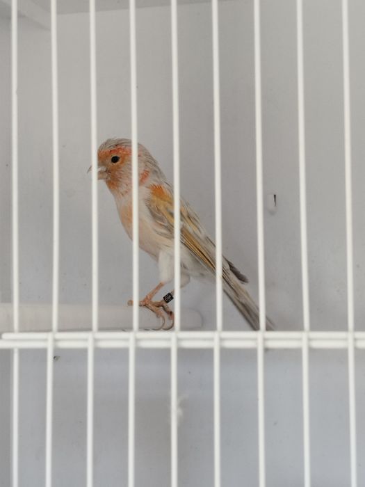 Canário macho ágata opala vermelho