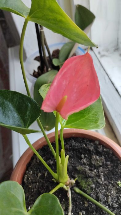 Возьму в дар комнатные растения