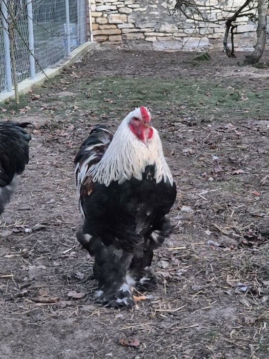 Kogut kochin olbrzymi.