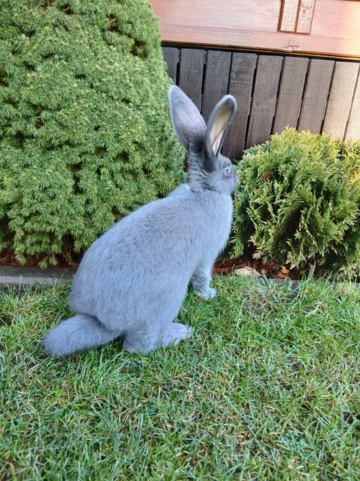 Srokacz niemiecki niebieski