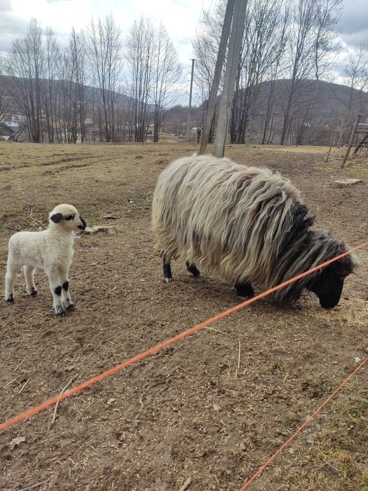 Продам вівці вісім штук.