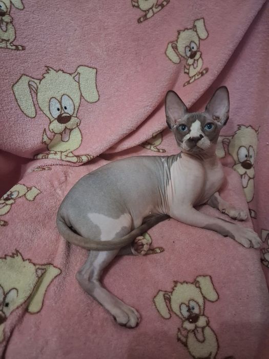 Ніжна дівчинка Канадський сфінкс