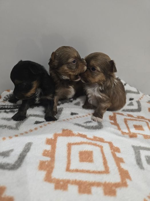 York CZEKOLADOWY rodowód 5 pokoleniowy samiec ostatni wolny