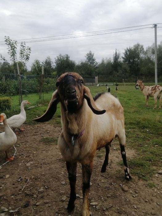 Англонубійський цап