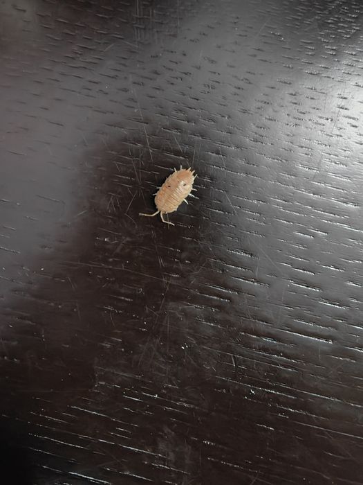 Vendo Isopods Orange