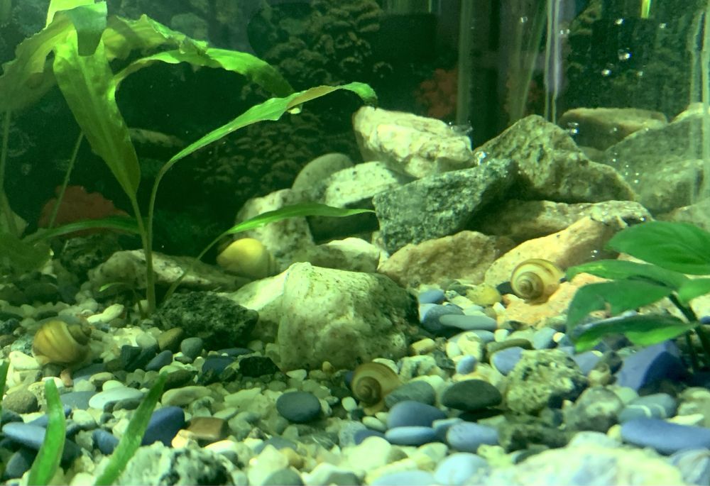 Рыбки меченосец, моллинезия