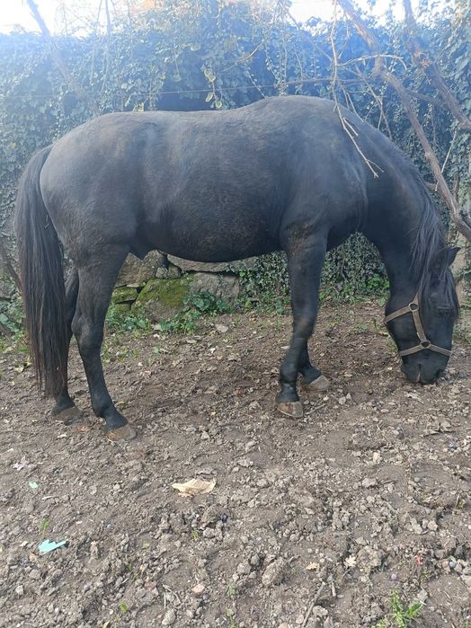 Cobriçoes disponíveis