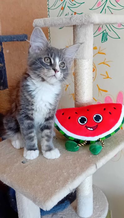 Kotek  Maine Coon o imieniu Eos