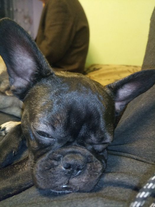 Дівчинка  француженка!!!