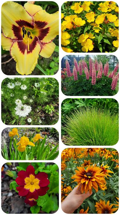 Sadzonka nadwyżki z ogrodu bylina roślina