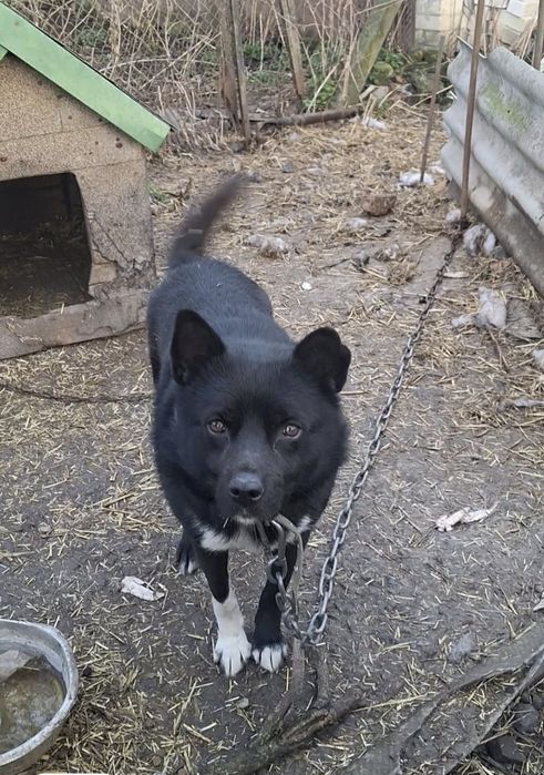 Собака, песик, хлопчик. Порятунок!