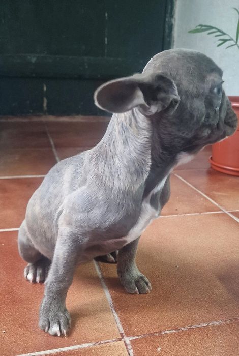 Buldogue francês femea