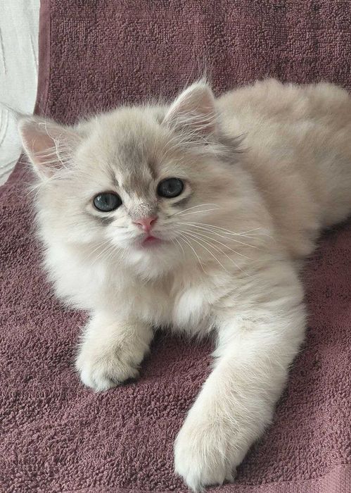 Шотландская золотая шиншилла (голубое золото)