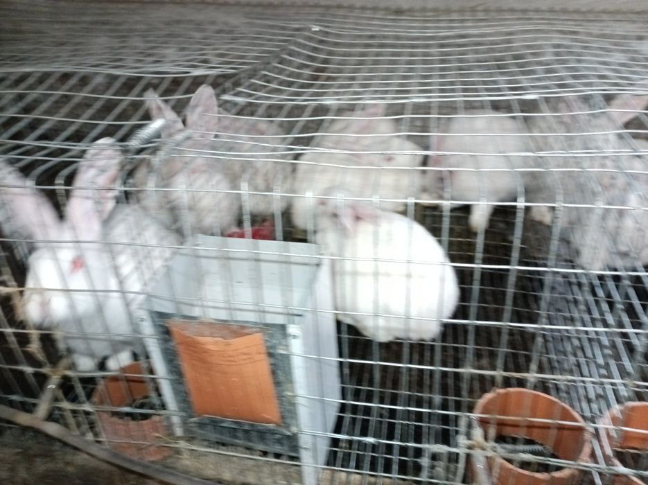 Продам кролів термонська біла