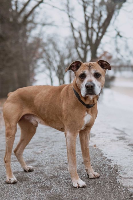 Radosny Vito do adopcji