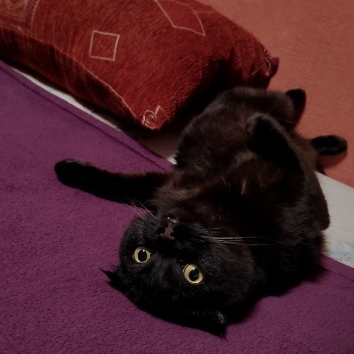 Перетримка тварин