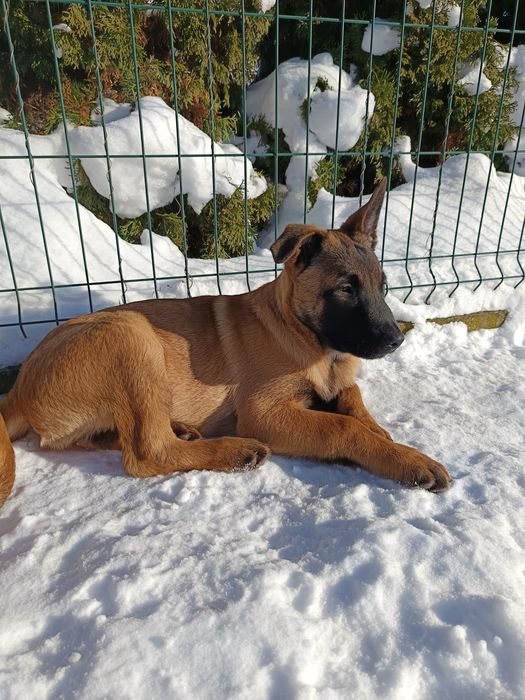 Owczarki Belgijskie Malinois
