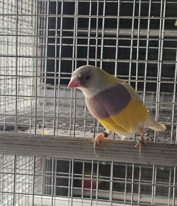 Diamante gould macho