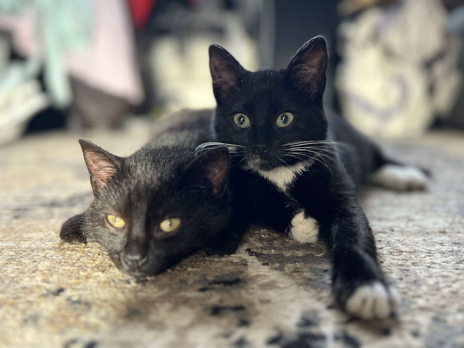 Oddam kociaki w dobre ręce