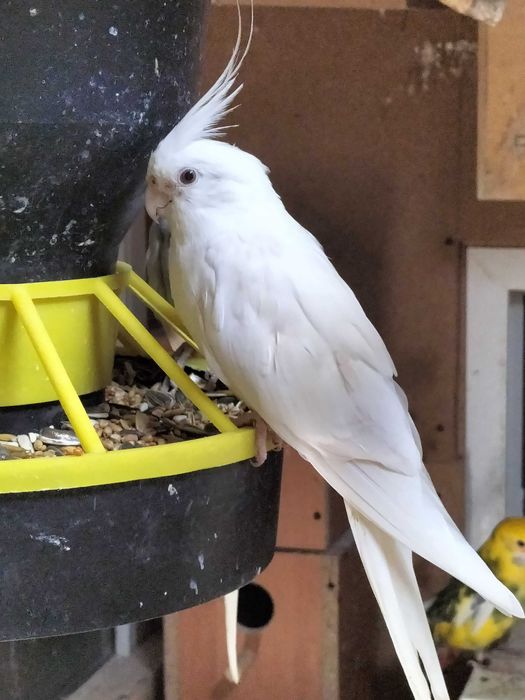 Papugi nimfy z 2024r