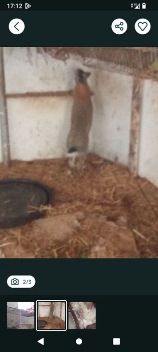 Ótimos coelhos grandes