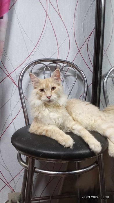 Котики Maine Coon