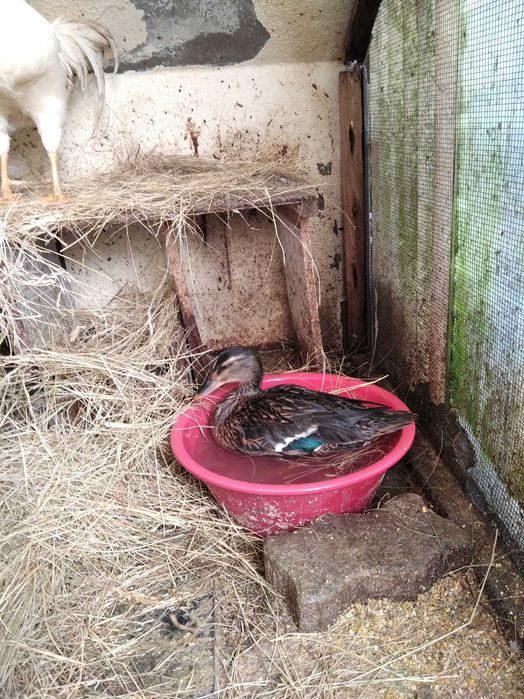Casal garnizos de poupa e pata brava