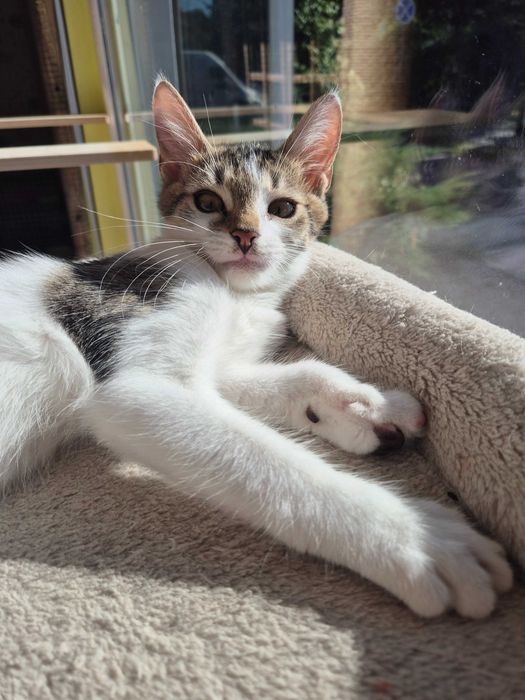 Artek do adopcji
