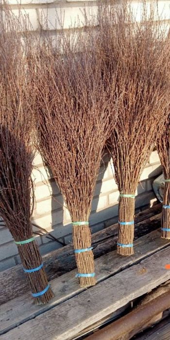 Вінник березовий