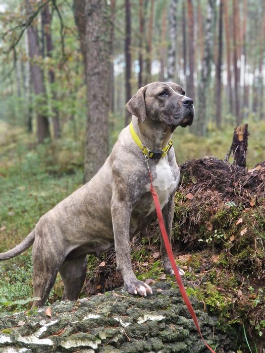 Suczka Około 3 lata