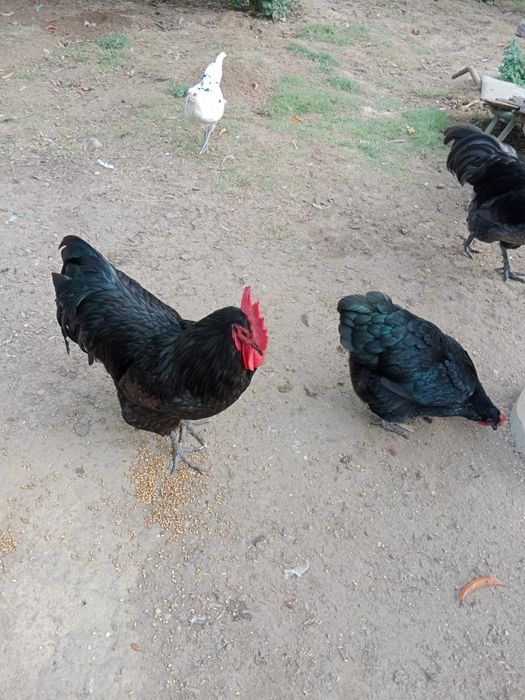 Koguty australorp