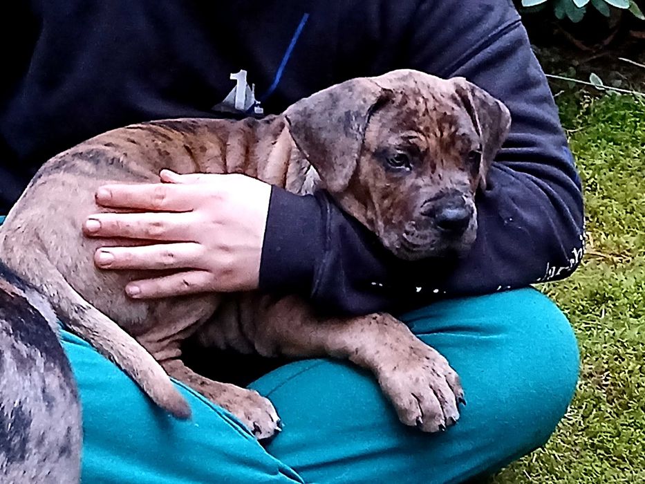 Szczeniak Bandog
