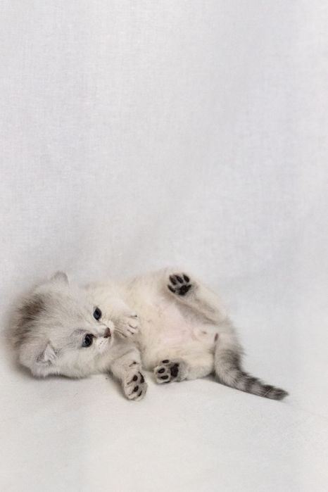 Кошеня британська срібна короткошерста шиншила