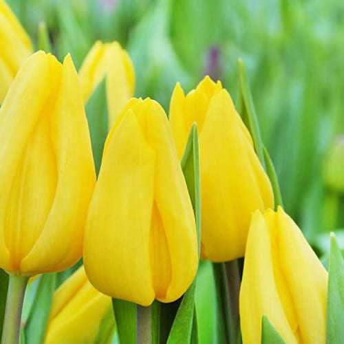 Тюльпани до свята