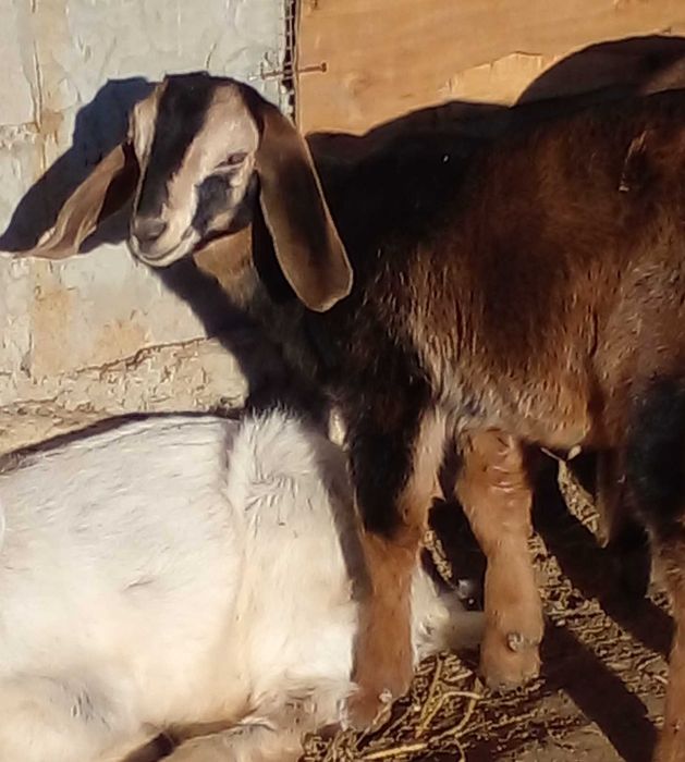 100% козочка д.н.31.12.24