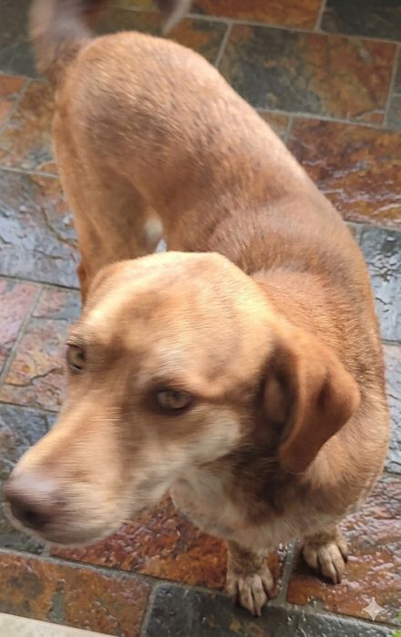 Doar Cão traçado com leão da Rodésia e perdigueiro