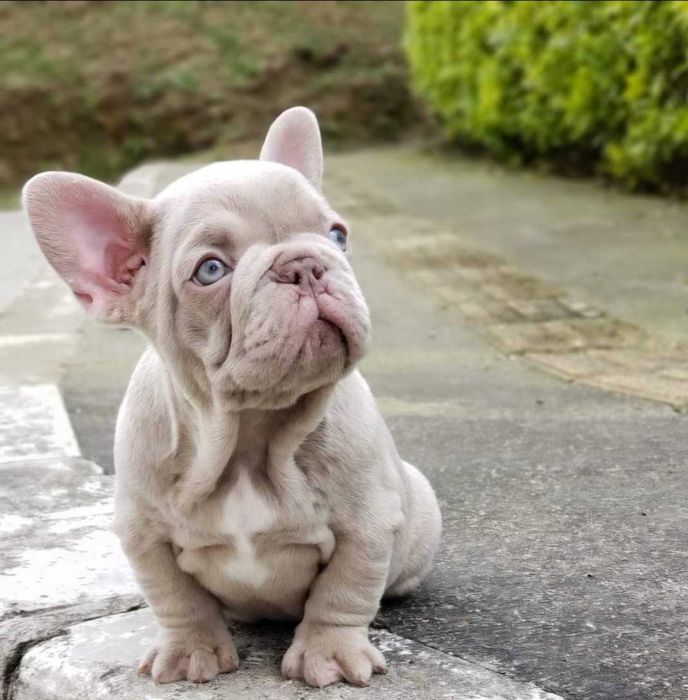 Buldog Francuski  NEW SHADE  Isabella PLATINUM Lilac
