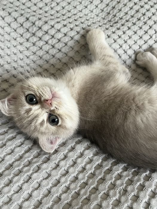 Кошенята срібна шиншила