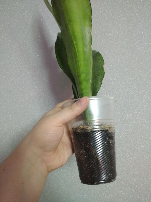 Сансев'єрії Муншайн