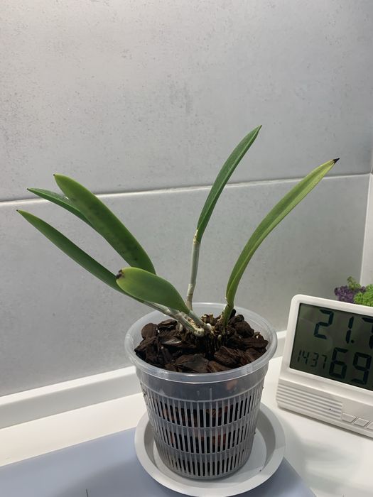 Орхідея Cattleya hybrid Jairak Finch