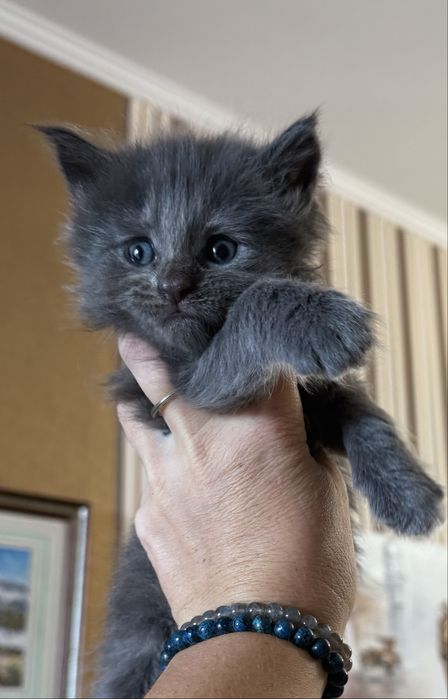 Шикарна дівчинка Мейн Кун (MAINE COON) Від єлітних батків