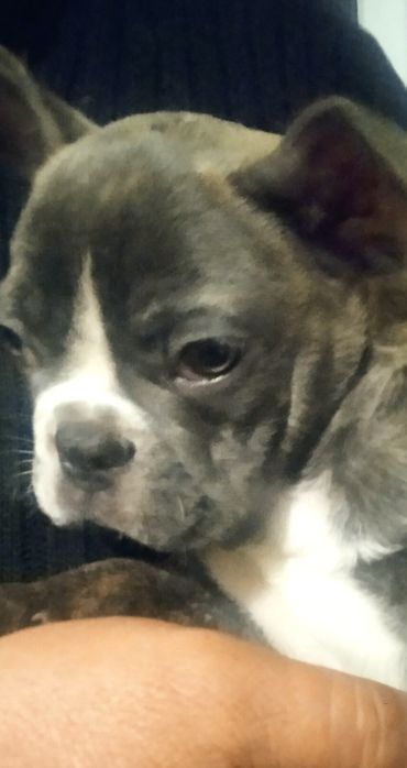 Французький бульдог, хлопчик