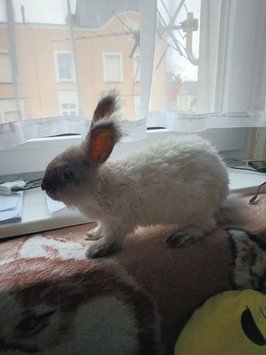 Młody królik Angora samiec