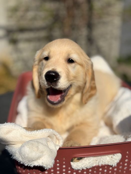 Pies o imieniu DAX Golden Retriever