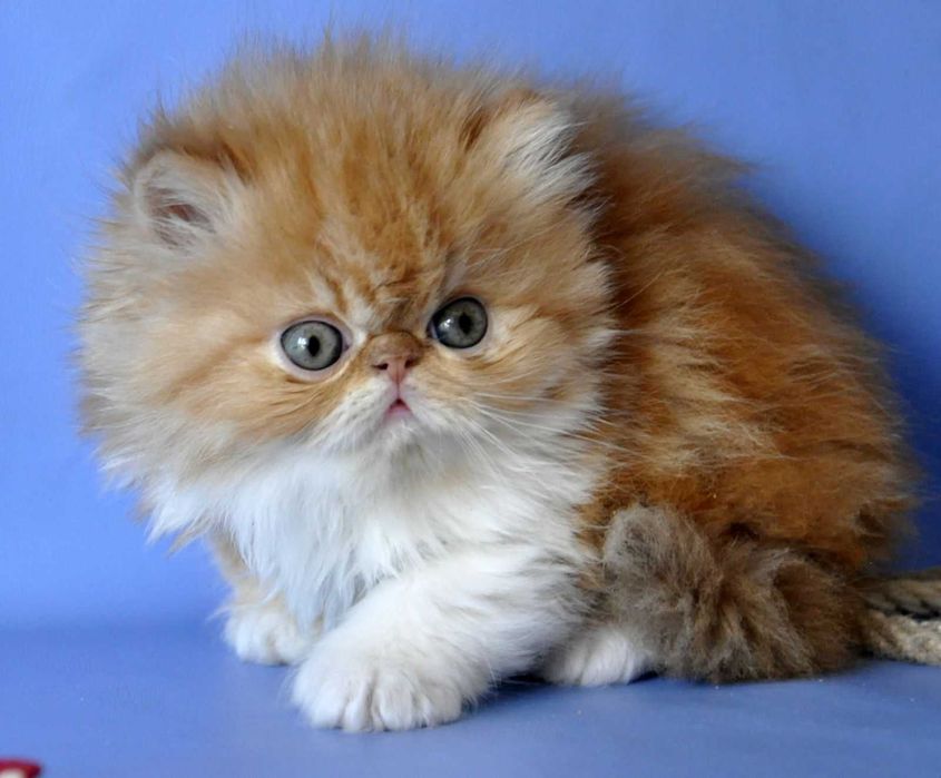 Яскравий Персидський хлопчик Санні Бой